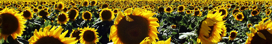 Mullumbimby Art Therapy Rotating Header Image